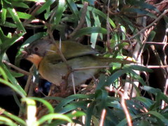 Apalis ruddi