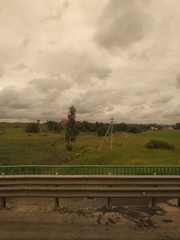 Heracleum sosnowskyi