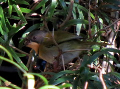 Apalis ruddi