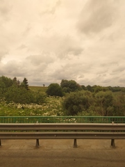 Heracleum sosnowskyi