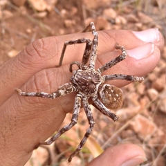 Eusparassus