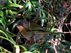 Apalis ruddi