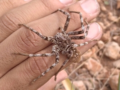 Eusparassus
