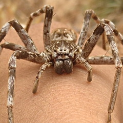 Eusparassus