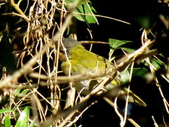 Apalis ruddi