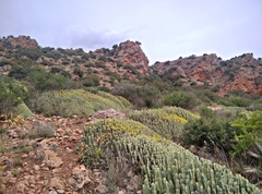 Eusparassus