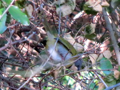 Apalis ruddi