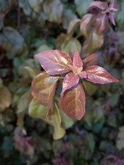 Bougainvillea