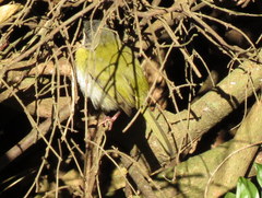 Apalis ruddi