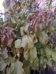 Bougainvillea