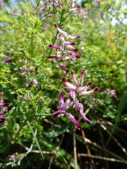 Fumaria muralis
