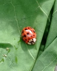 Harmonia axyridis
