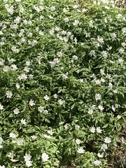 Anemonoides nemorosa