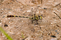 Progomphus obscurus