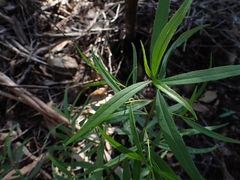 Myoporum bateae