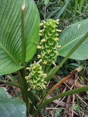 Goeppertia burle-marxii