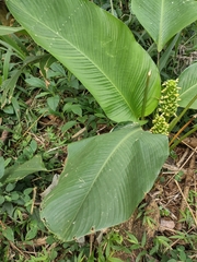 Goeppertia burle-marxii