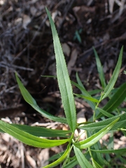 Myoporum bateae
