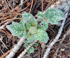 Phacelia hydrophylloides