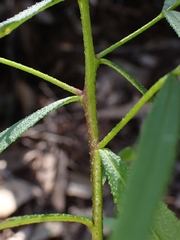 Myoporum bateae