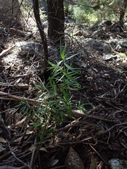 Myoporum bateae