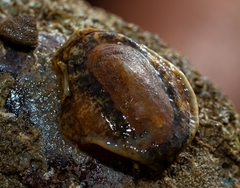 Scutus unguis