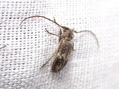 Exocentrus adspersus