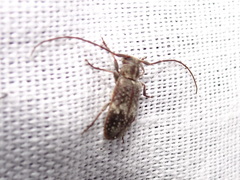 Exocentrus adspersus