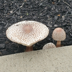 Agaricaceae