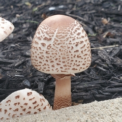 Agaricaceae