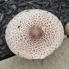 Agaricaceae