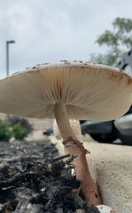 Agaricaceae