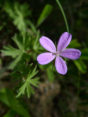 Geranium asphodeloides