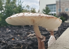 Agaricaceae