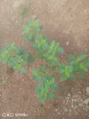 Acanthospermum hispidum