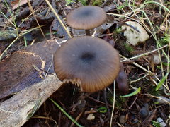 Entoloma melanophthalmum