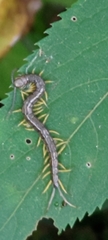 Scolopendra mutilans