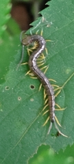 Scolopendra mutilans