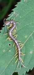 Scolopendra mutilans