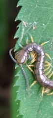 Scolopendra mutilans