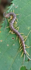 Scolopendra mutilans
