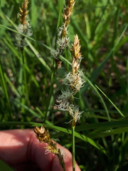 Carex disticha