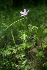 Geranium asphodeloides
