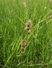 Carex disticha