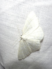 Cabera exanthemata