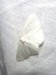 Cabera exanthemata