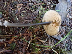 Entoloma melanophthalmum