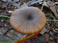 Entoloma melanophthalmum