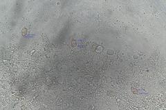 Entoloma melanophthalmum