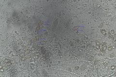 Entoloma melanophthalmum